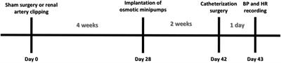 Central Inhibition of Tumor Necrosis Factor Alpha Reduces Hypertension by Attenuating Oxidative Stress in the Rostral Ventrolateral Medulla in Renovascular Hypertensive Rats